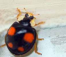 Black ladybug