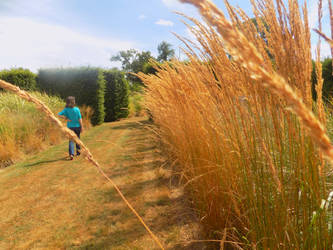 golden wheat