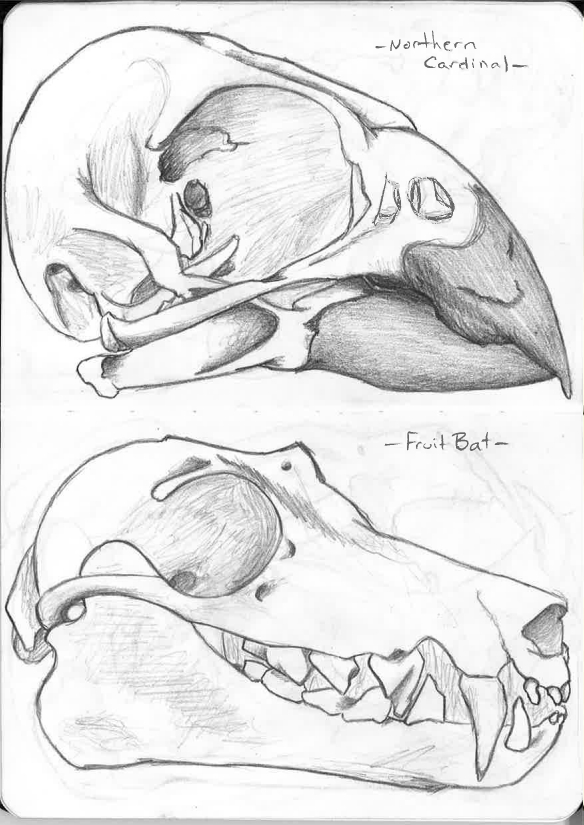 Animal Skulls 9-10 Northern Cardinal/Fruit Bat