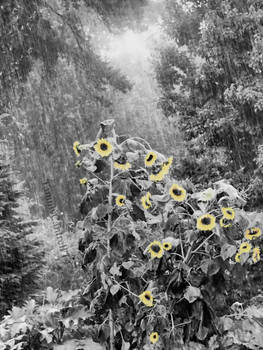 Sunflowers in Rain