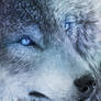 .:Blue-Eyed Demon:.