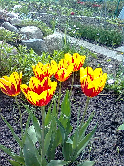 tulips