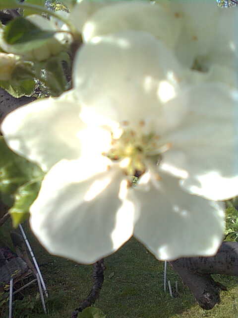 white flower