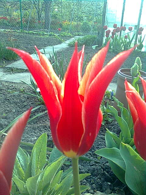 red tulip 2