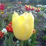 yellow tulip