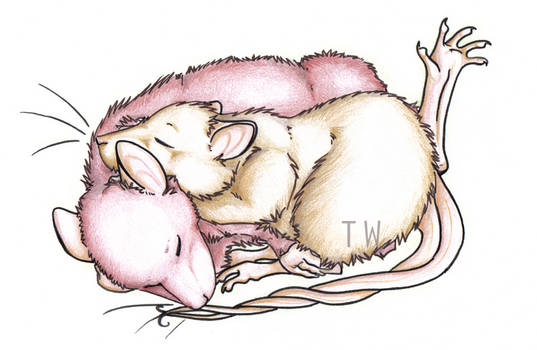 Shrews mouse mice rodents sleep