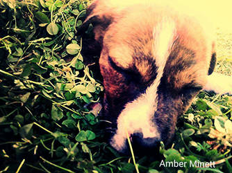 puppy in clovers