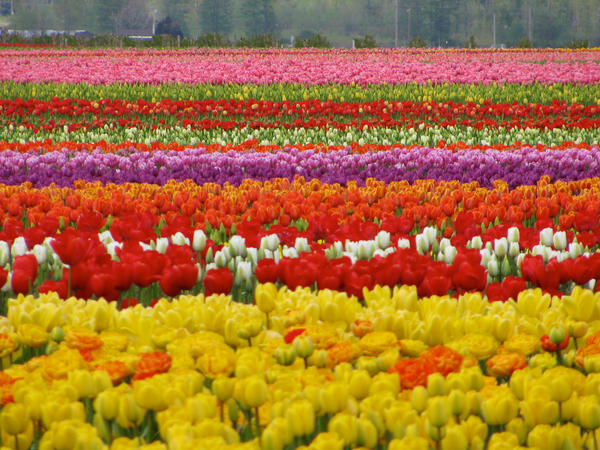 Tulip field