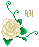 D: White Rose (L)