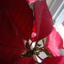 Poinsetta - Dig. Photography