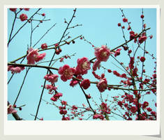 plum blossom