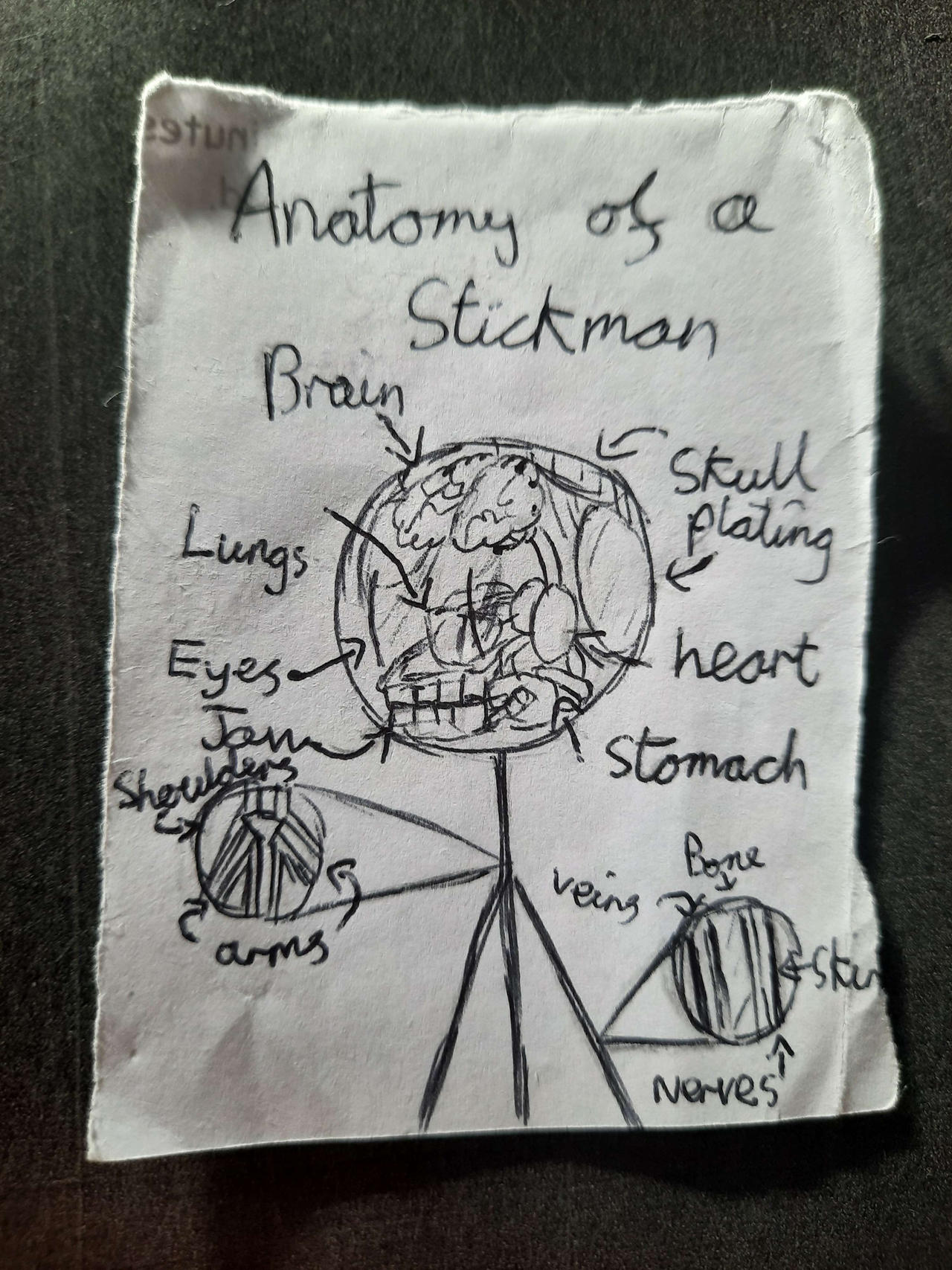 Stickman Anatomy by Chad-Broski on DeviantArt