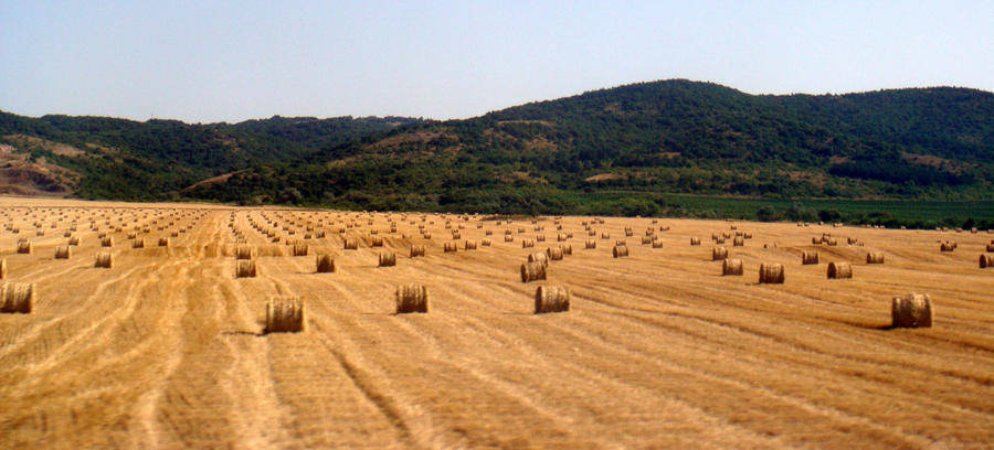 Summer hay Landscape