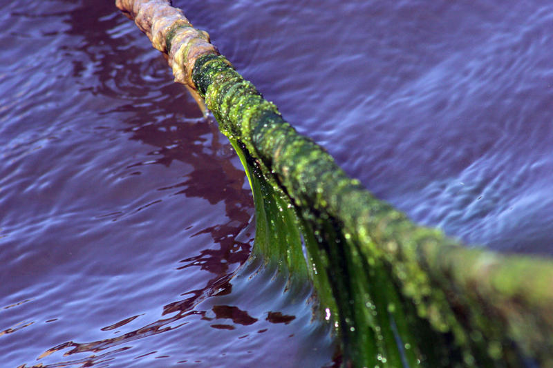 Seaweed Rope by M-X-N on DeviantArt