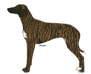 Home SaD : Brindle Gazal