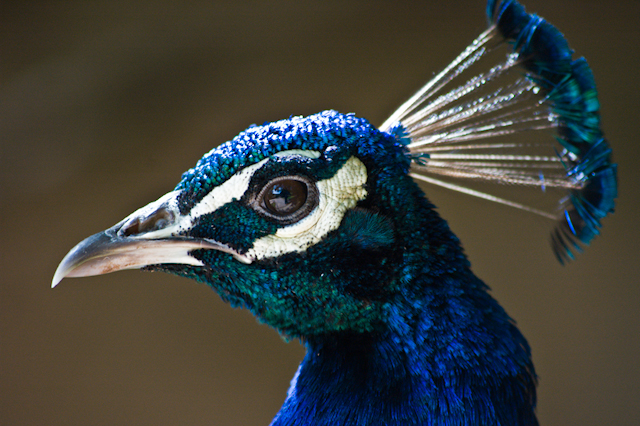 Indian Peacock