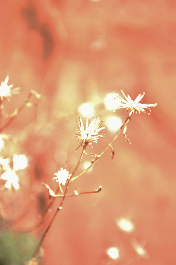 Desert Flowers