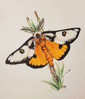 Hemileuca electra (electra buckmoth) study (2019)