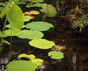 Lily pads