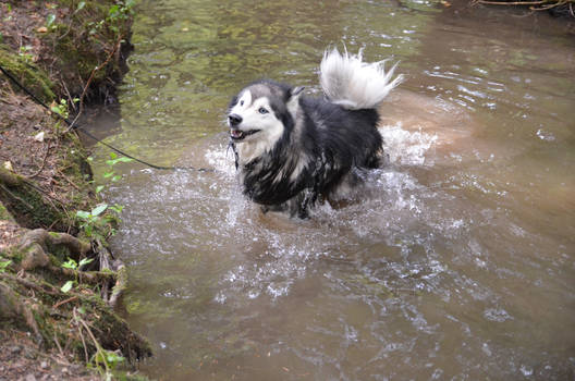 Schwammalamute