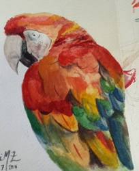 Watercolor Macaw