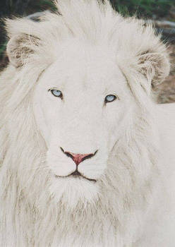 White Lion