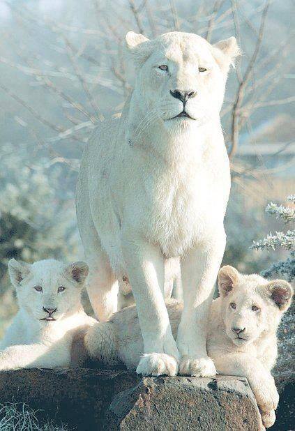 White Lion (1)