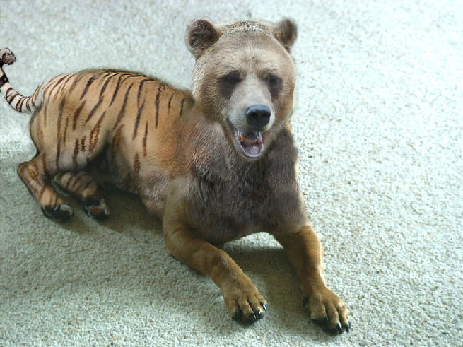 Tigerdogbear