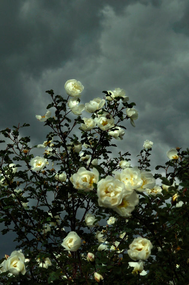 storm roses by JulianS-DerBrennende on DeviantArt