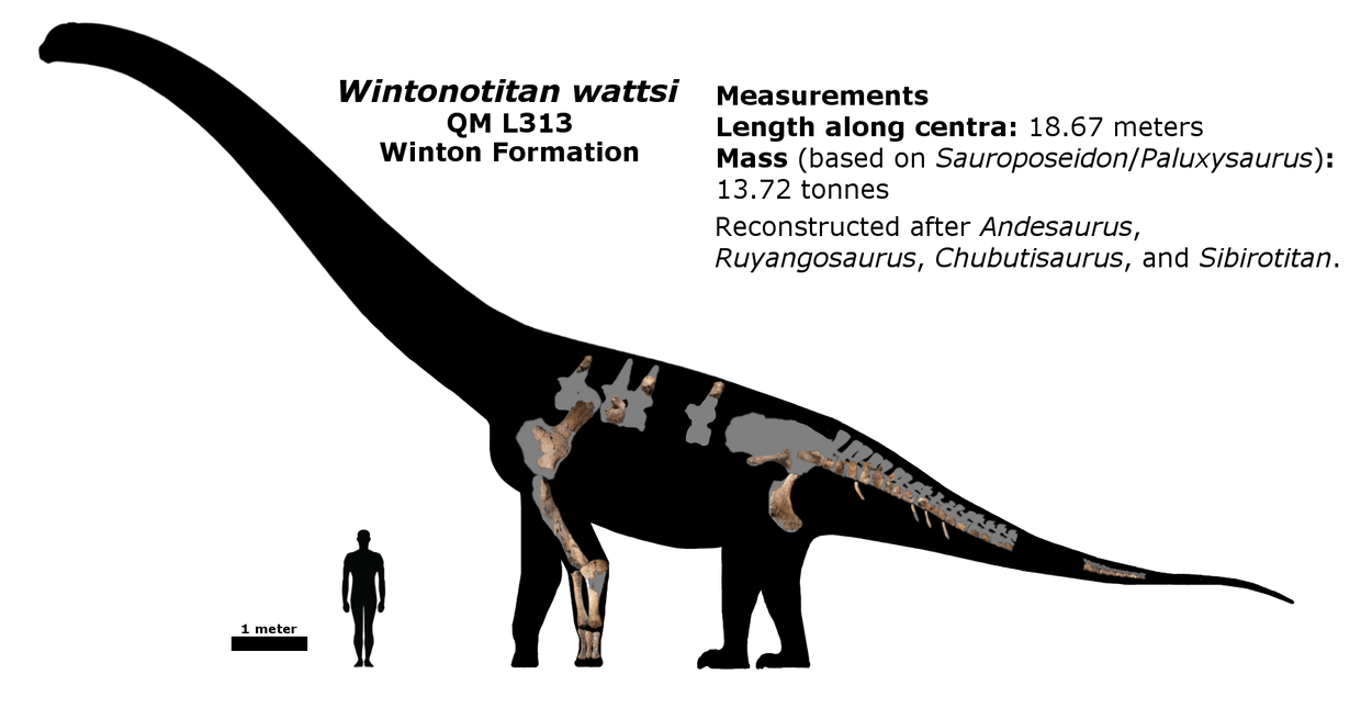 Wintonotitan schematic by Megalotitan on DeviantArt