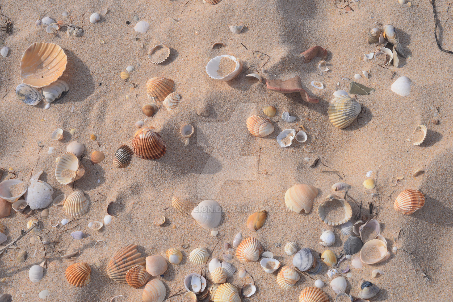 Shell Sand Box sand and shells 3 by mafteion on DeviantArt
