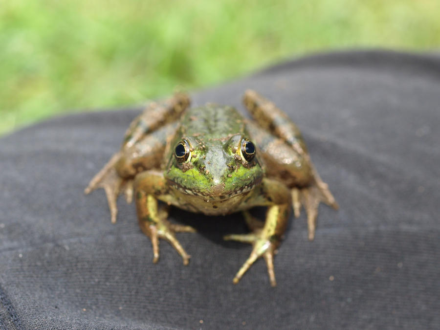 Da Frog da frog by Skyblaze123 on DeviantArt