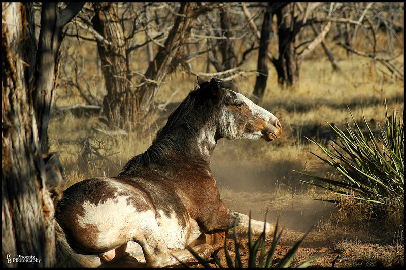 Mesa Verde Mustang Stallion