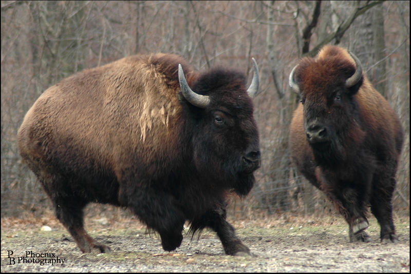 Bison Playing