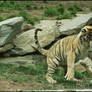 Amur Tiger Play