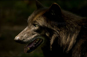 Gray Wolf