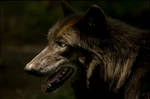 Gray Wolf by PBPhoenix
