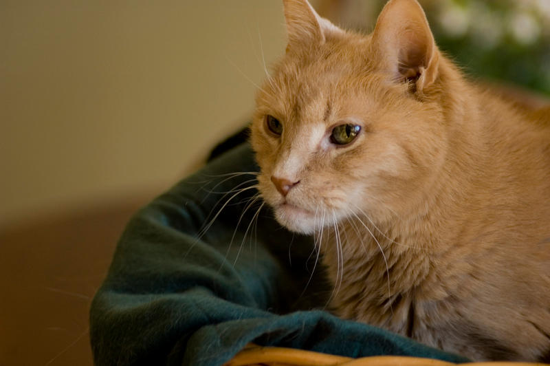 Portrait of an old man