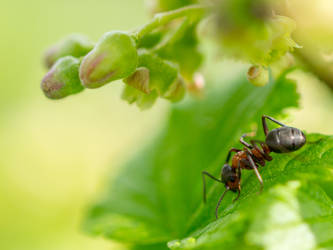 Little ant searching for food