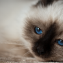 sacred birman I