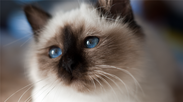 sacred birman II