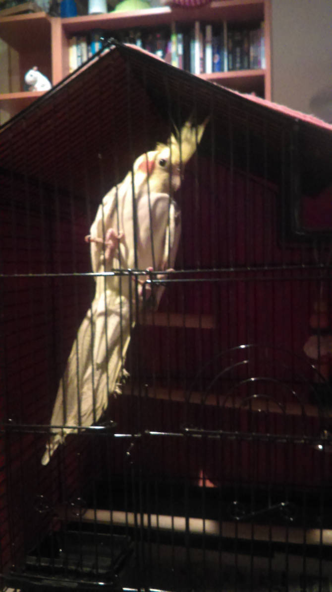 R.I.P Milo the Cockatiel