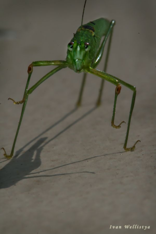 Grasshopper