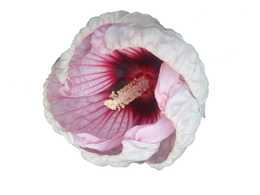 transparent hibiscus