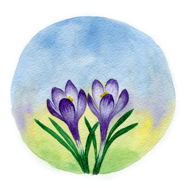 Crocus flowers