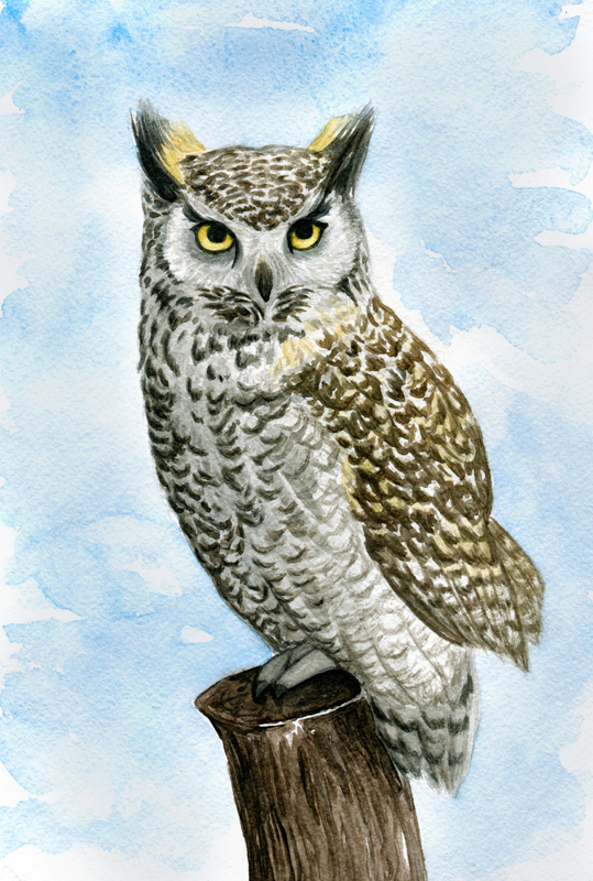 Horned owl