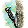 Woodpecker