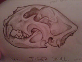 Tiger skull study