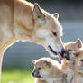 Dingo and pups