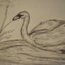 Swan